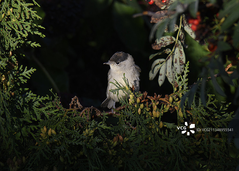热带燕雀栖息在植物上的特写镜头图片素材