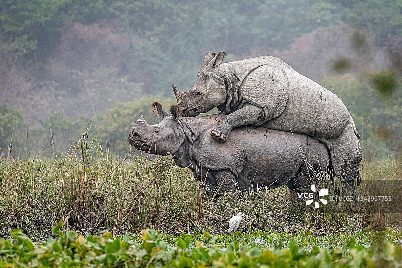 白犀牛站在野外的侧视图，Pobitora野生动物保护区，印度图片素材