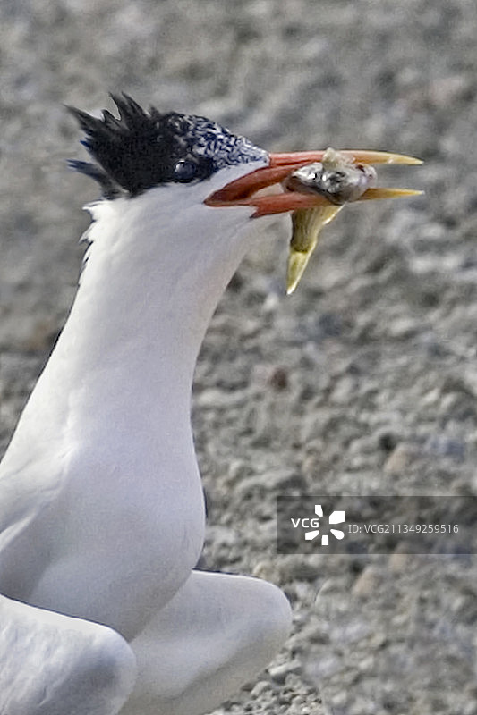 优雅的燕鸥用鱼吸引雌性图片素材