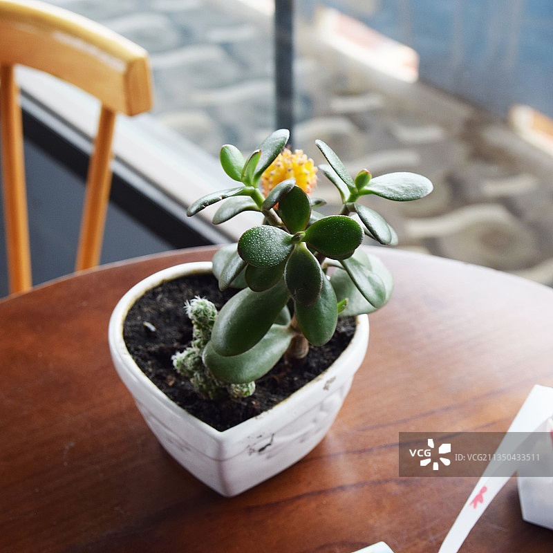越南，桌上盆栽植物的高角度视图图片素材