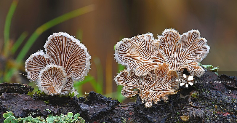 法国树干上生长的蘑菇的特写镜头图片素材