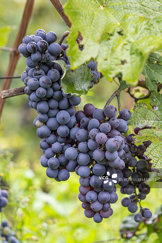 葡萄架上生长的一串成熟的葡萄图片素材