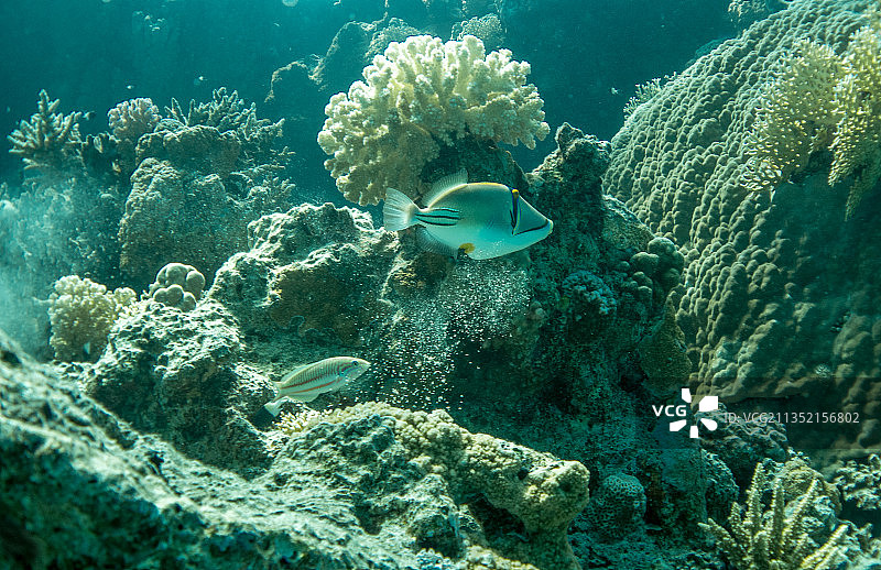 热带咸水鱼在海里游泳的低角度视图图片素材