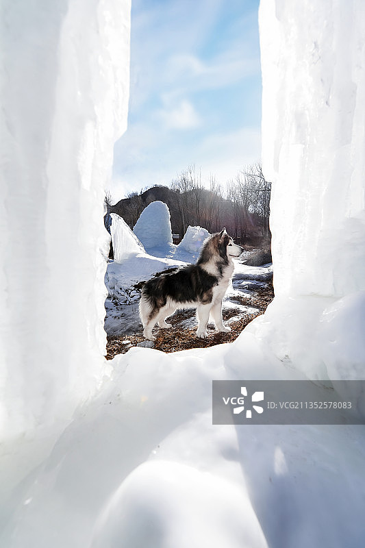 冰川上的阿拉斯加雪橇犬图片素材