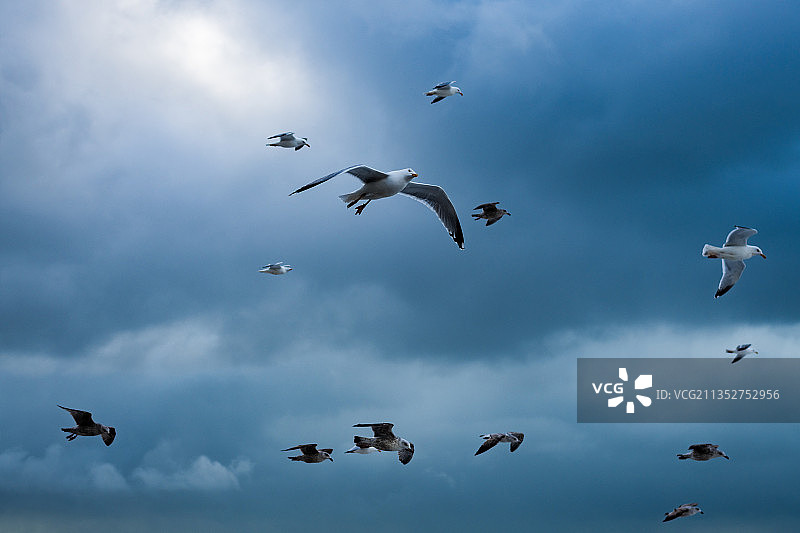 风筝在蓝天中飞翔，布莱顿，英国，英国图片素材