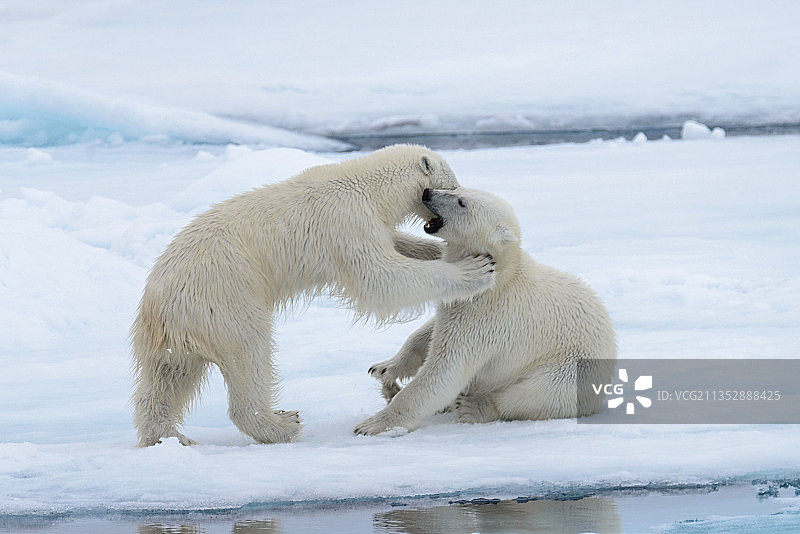 两只北极熊在打架图片素材