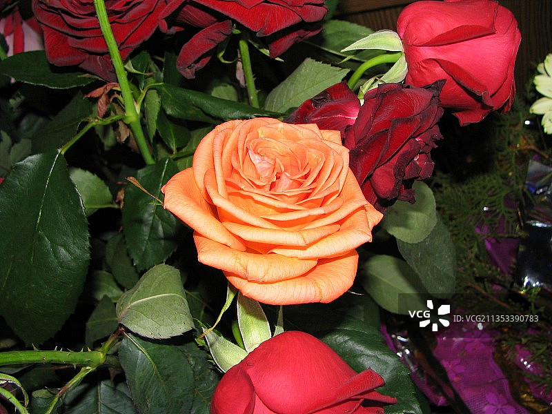 乌克兰玫瑰植物的特写图片素材