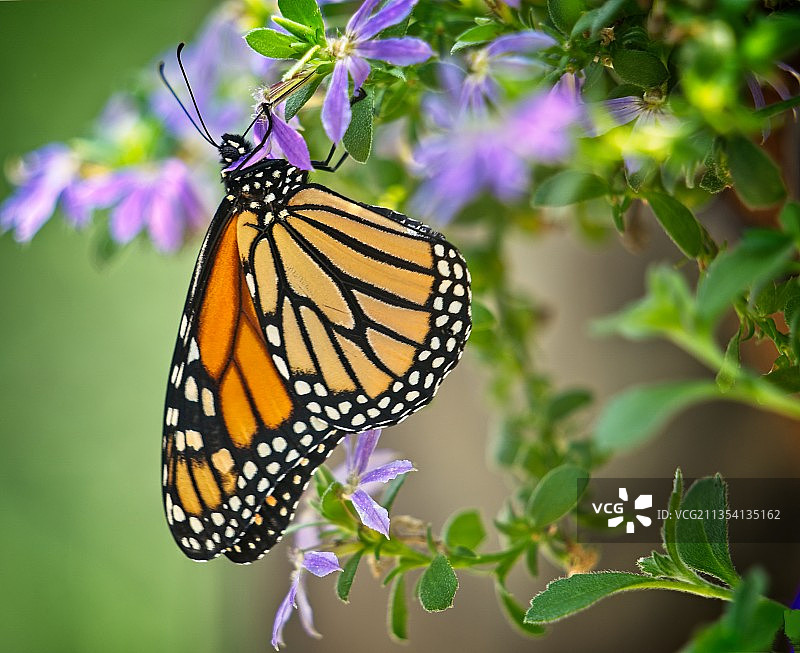 美国佛罗里达州纳瓦拉的紫色花朵上蝴蝶授粉的特写镜头图片素材
