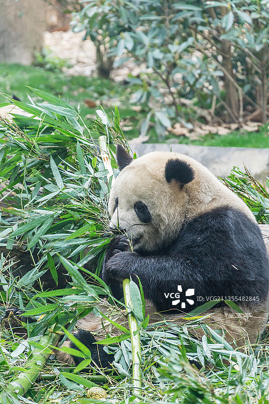 春天里中国四川成都的大熊猫特写图片素材