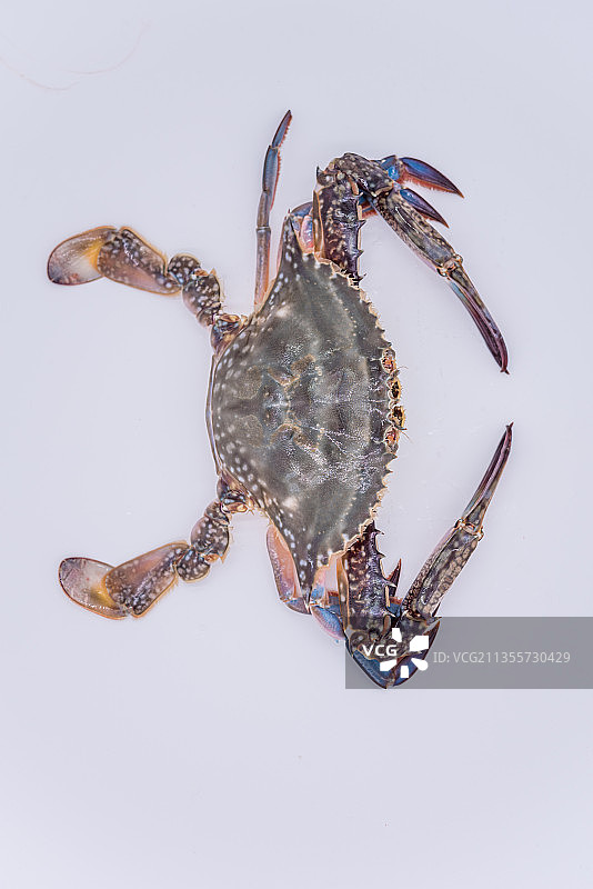 棚拍新鲜的活的梭子蟹飞蟹图片素材
