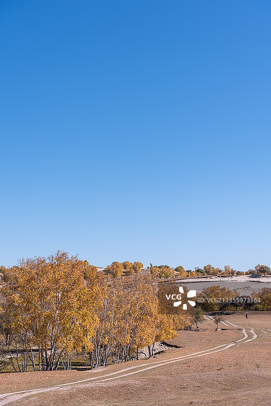 秋天内蒙古乌兰布统坝上草原的沙地和白桦林图片素材