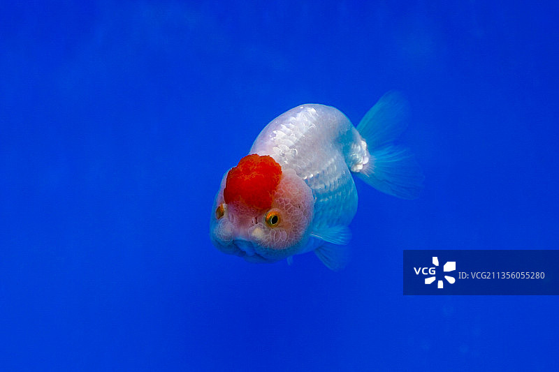 金鱼---单顶兰寿图片素材