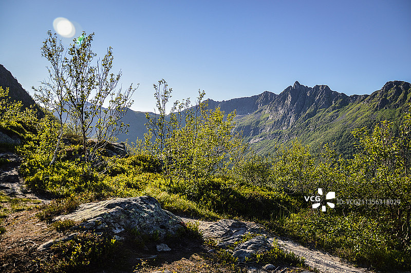 挪威晴朗天空下的森林风景图片素材