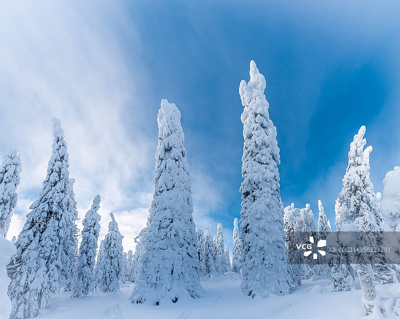 芬兰Hyrynsalmi, Ukkohallantie，天空中被雪覆盖的树的低角度视图图片素材