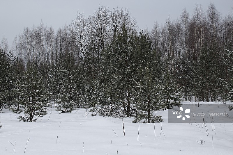 树在雪地上，与天空相映成辉图片素材