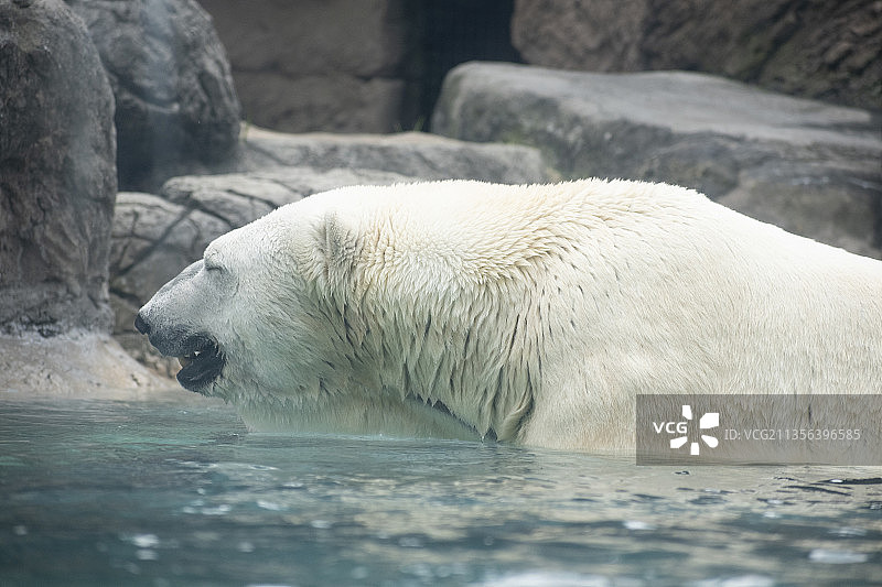 北极熊在海里游泳的特写镜头图片素材