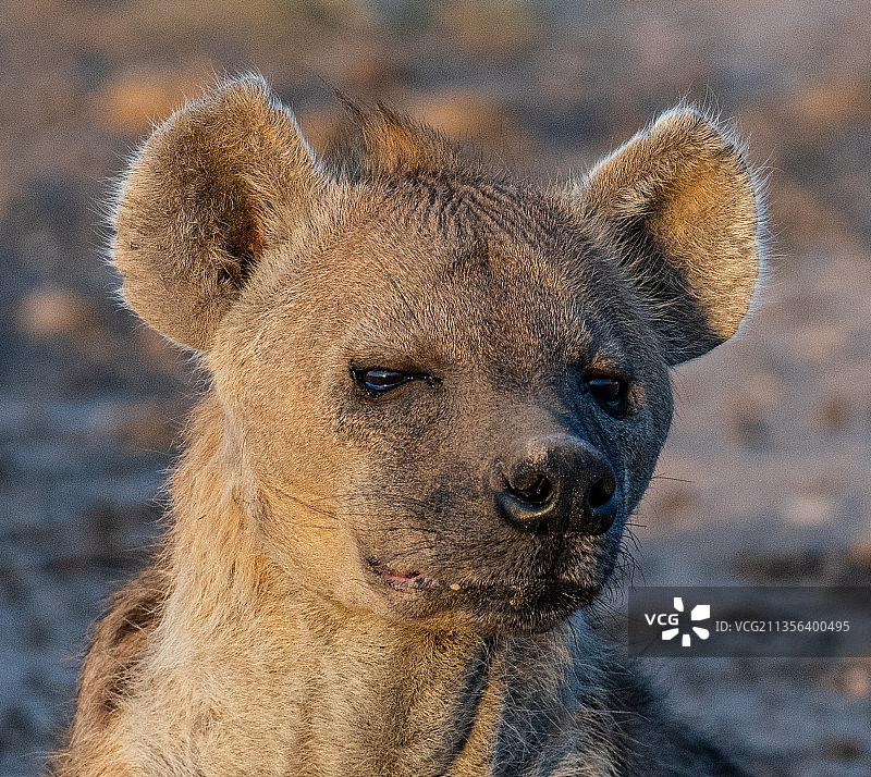 坦桑尼亚塞伦盖蒂国家公园，熊的特写照片图片素材