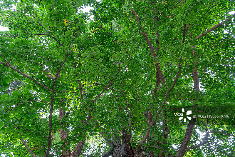 夏天绿色枝繁叶茂银杏古树图片素材