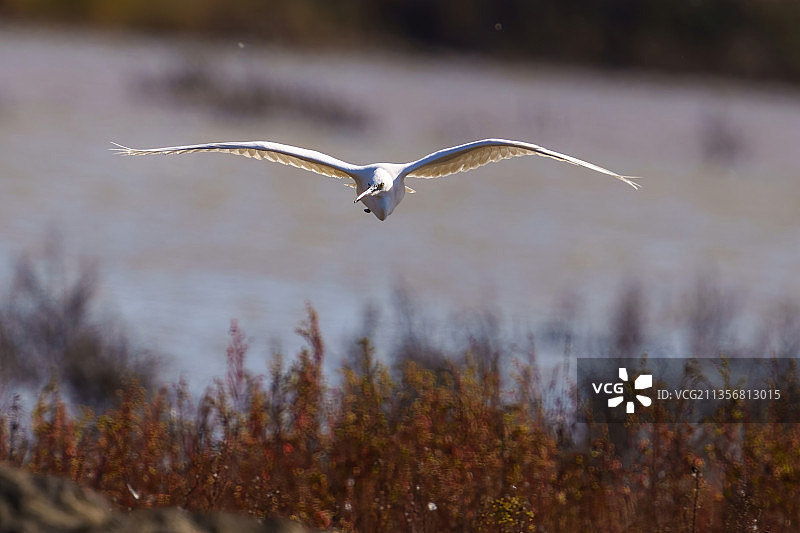青岛胶州湾湿地的白鹭图片素材