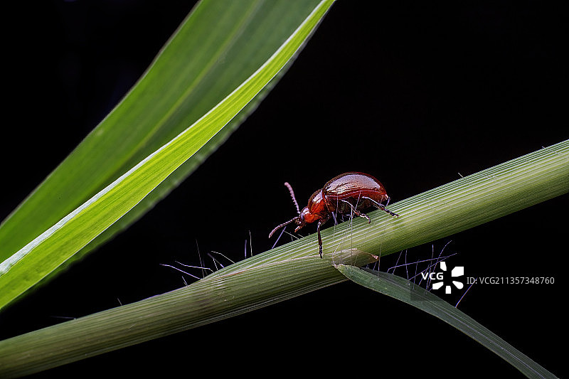 重庆四面山生态——甲虫图片素材
