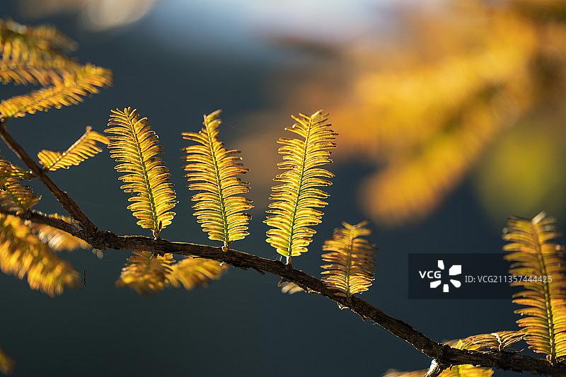 湖北：植物活化石水杉树叶落叶前的颜色图片素材
