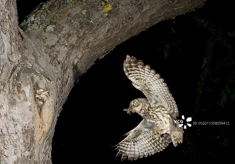 小猫头鹰(雅典娜夜鸮)与猎物，在巢洞图片素材