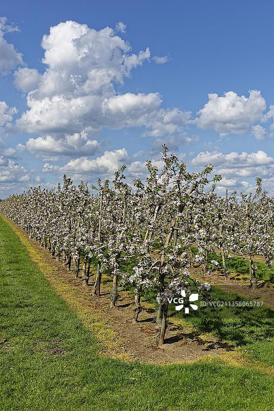 苹果种植园(苹果)，肯本，北威州，德国，欧洲图片素材