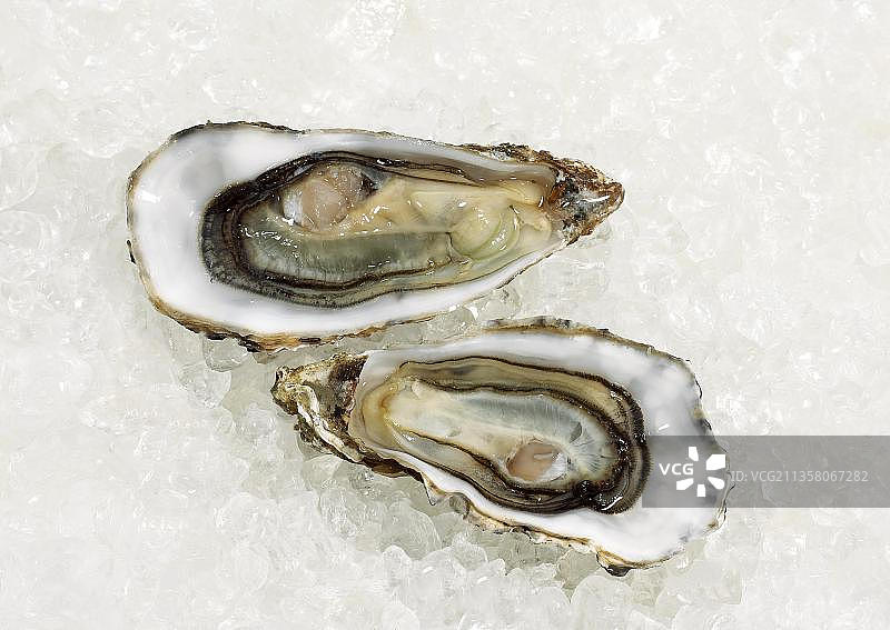 法国牡蛎MARENNES D'OLERON ostrea edulis ON ICE图片素材