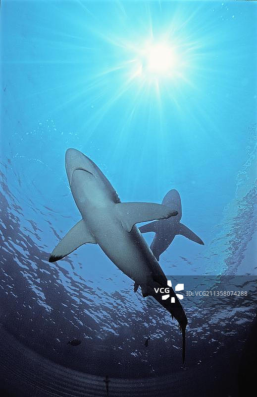 丝鲨(Carcharhinus falciformis)，红海(Carcharhinus menisorrah)，埃及，非洲图片素材