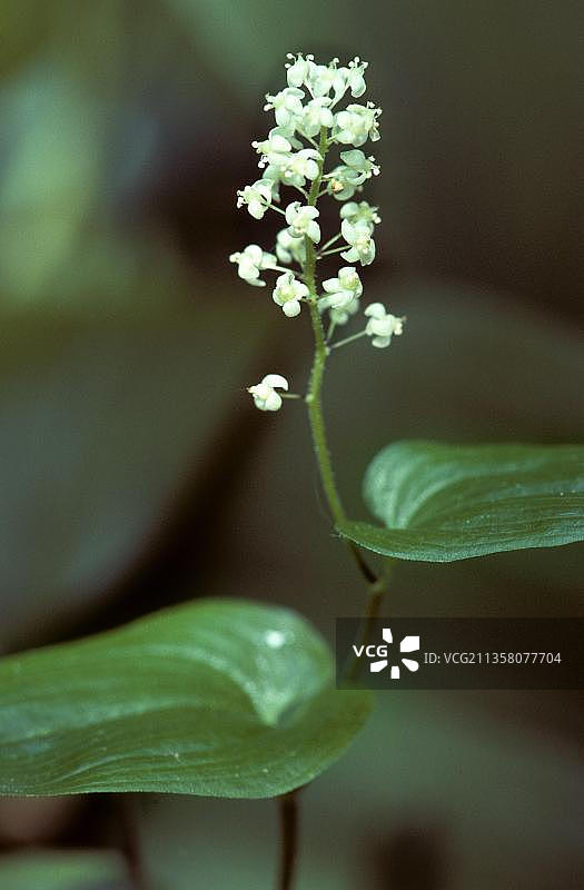 双叶的山谷假百合(双歧菊花)，产于比利时，欧洲图片素材