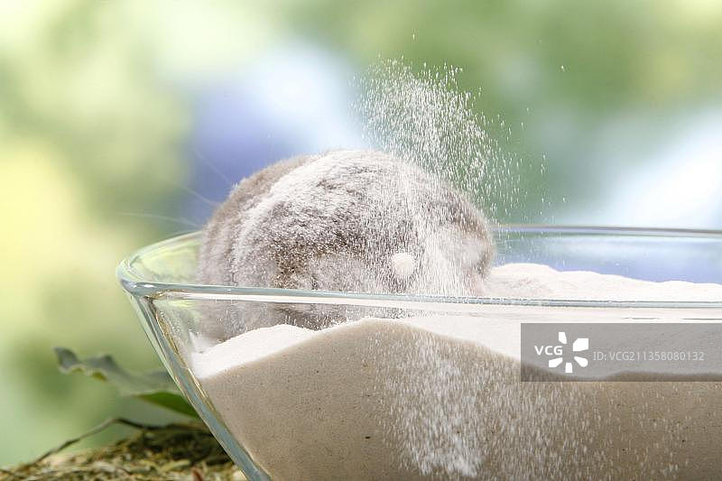 俄罗斯侏儒仓鼠在洗沙浴，在碗里挖洞。图片素材