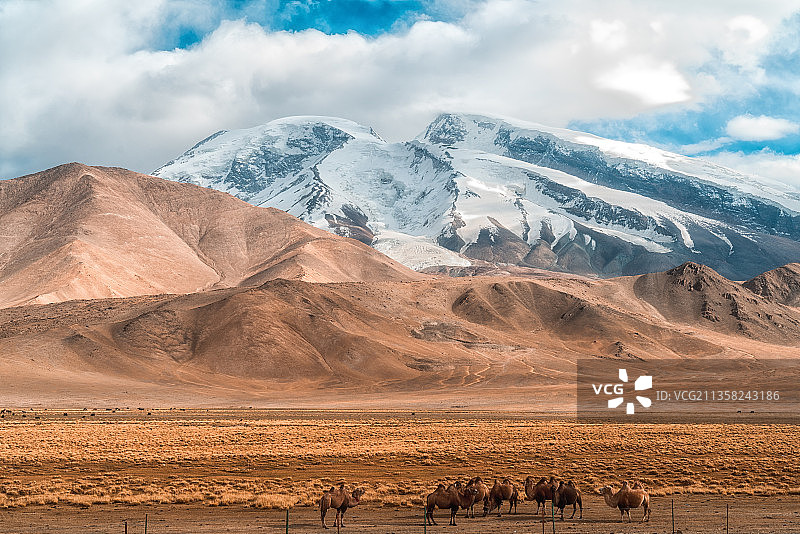 慕士塔格峰下的骆驼群图片素材