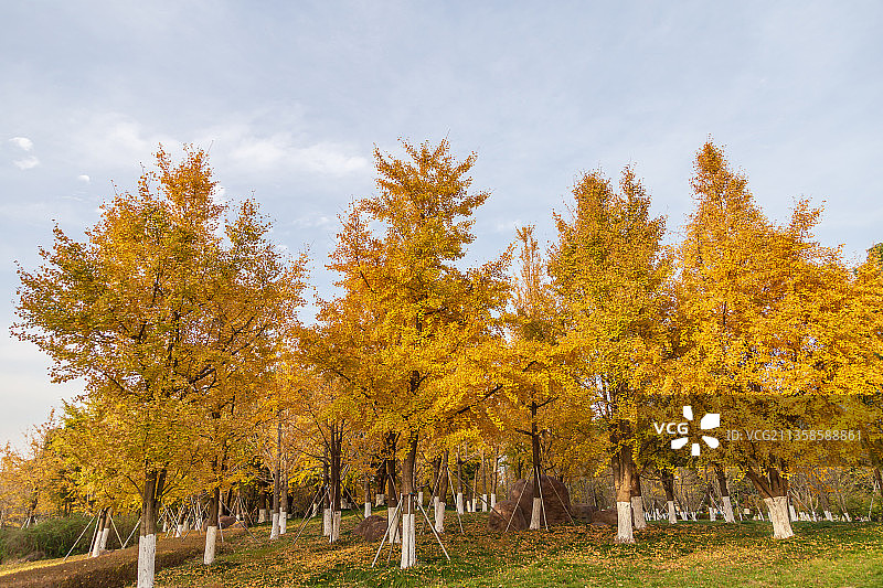 苏州苏州阳澄湖半岛的银杏秋色图片素材