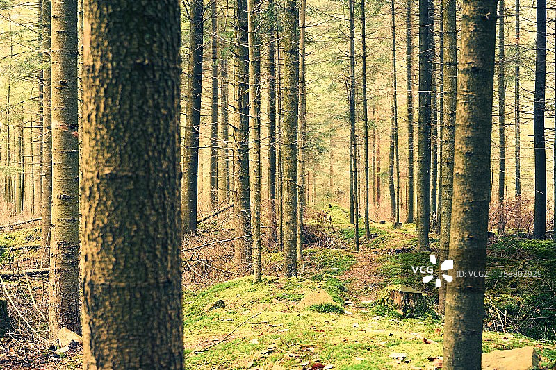 树木在森林,波兰图片素材