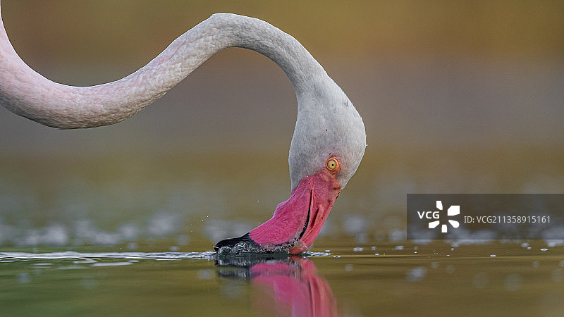 大火烈鸟在湖里游泳的特写镜头图片素材