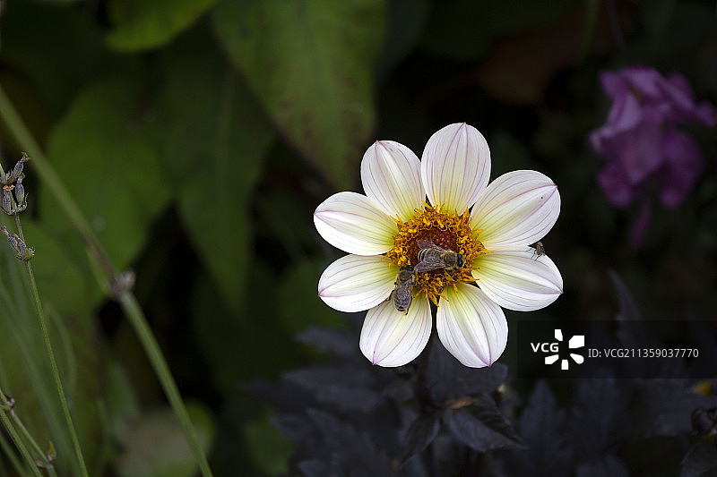 白色开花植物的特写，德国图片素材