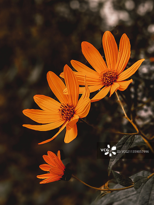橙色开花植物的特写镜头，马赞达兰省，伊朗图片素材