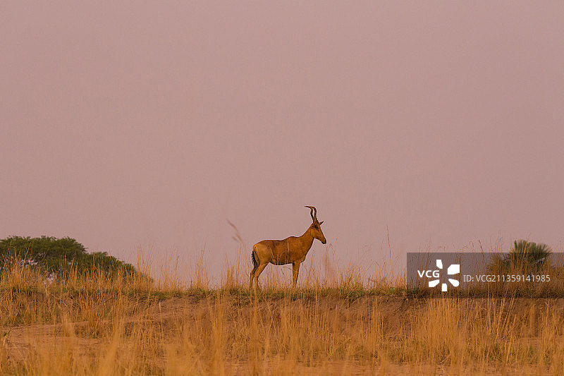 在乌干达，默奇森瀑布国家公园，日落时站在田野上的鹿的侧视图图片素材