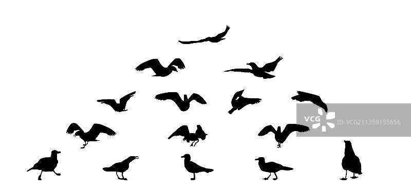 一套不同的海鸥剪影飞行吃图片素材