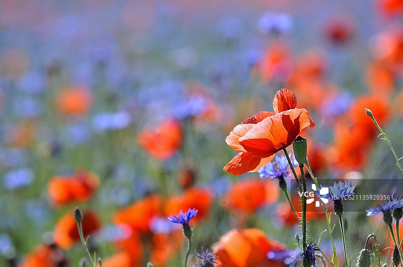 橙色罂粟花的特写镜头在田野上，罗马尼亚图片素材