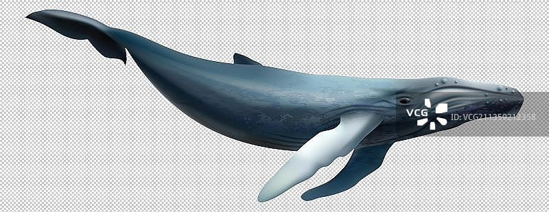 卡通蓝色尖嘴鲸鱼元素图片素材