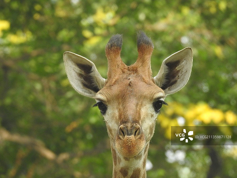 北京动物园 长颈鹿 头部特写图片素材