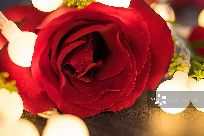 灯光中的红玫瑰花瓣,梦幻浪漫情人节背景素材图片素材