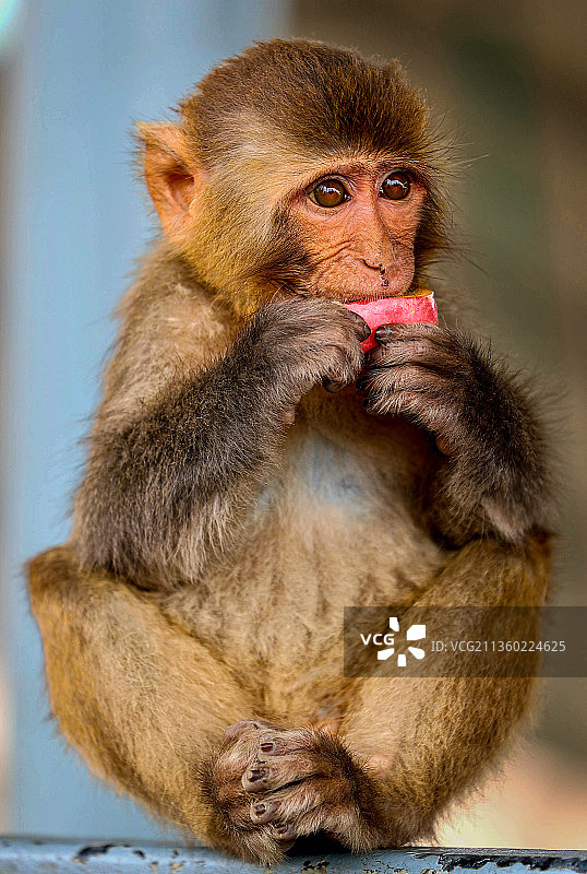 小猴吃苹果图片素材