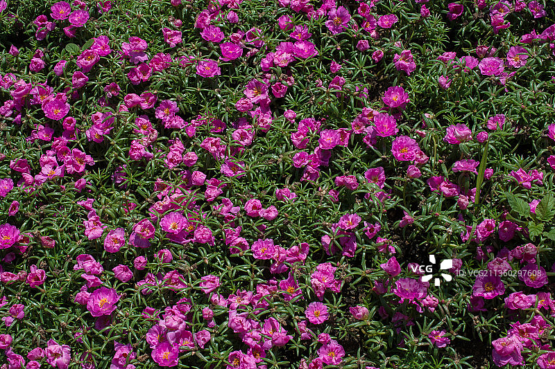 全帧粉红色开花植物在田野上的镜头图片素材