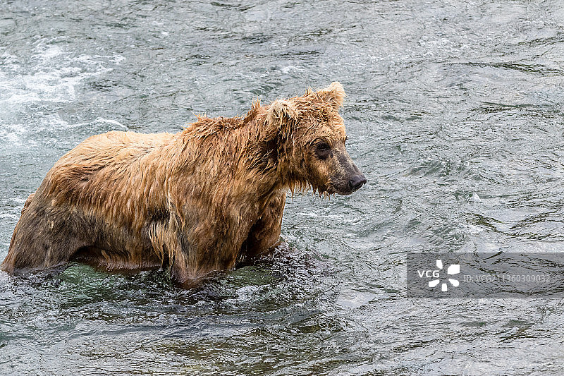 高度集中的棕熊期待着什么，阿拉斯加的棕熊图片素材