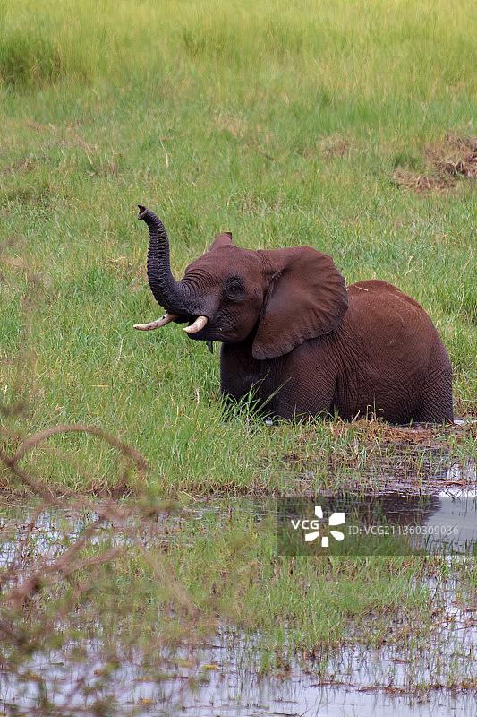 坦桑尼亚，水里非洲象的侧面图，姆瓦达图片素材