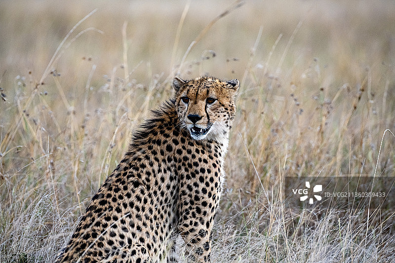 非洲猎豹的肖像坐在田野上图片素材