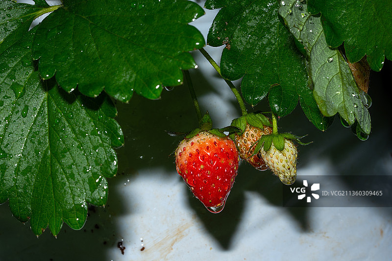 草莓果实就在树上图片素材