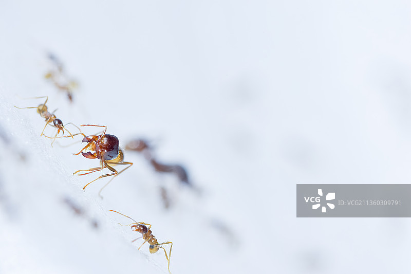 特写的蚂蚁在雪地上图片素材
